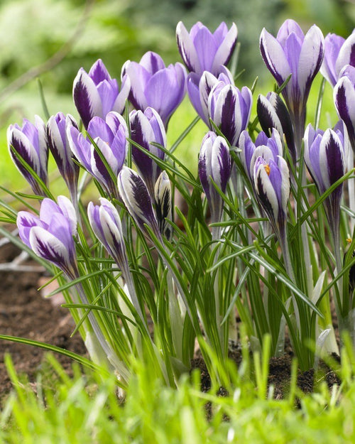Crocus Spring Beauty - fioletowe, białe, niebieskie cebulki krokusa