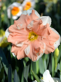 Narcyz Apricot Whirl