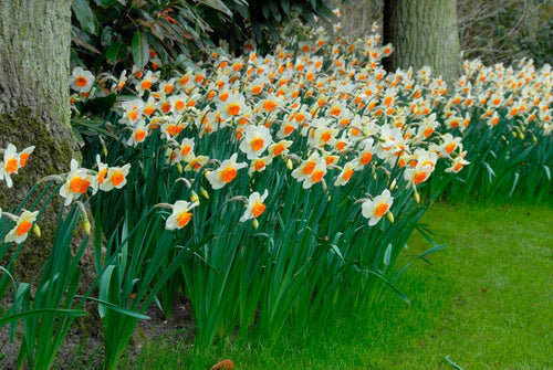 Żonkile Barret Browning