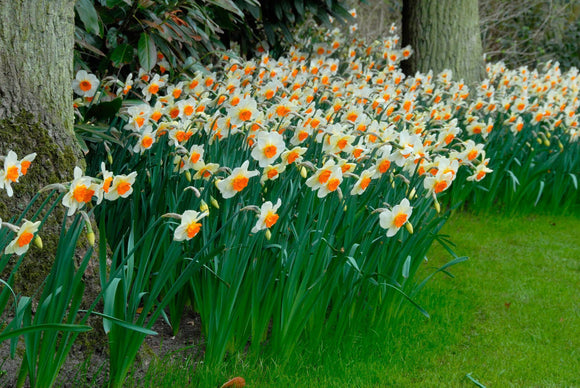 Żonkile Barret Browning