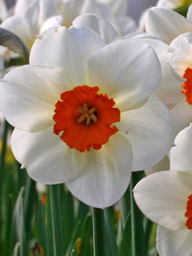 Narcyz Barret Browning