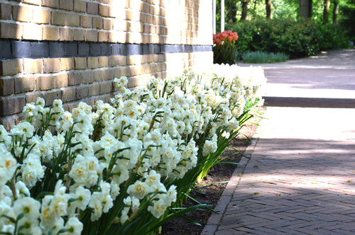 Żonkil (Narcissus) PACHNĄCY Korona ślubna wiosenny kwiat