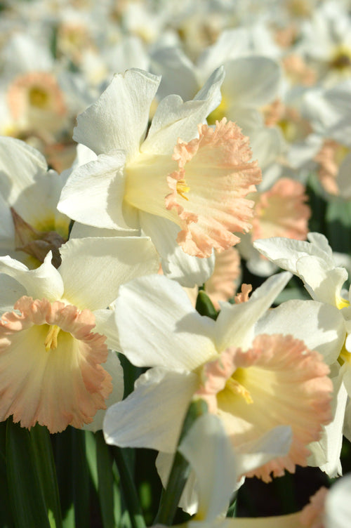 Narcyzy trąbkowe British Gamble