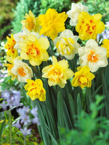 Kompozycja żonkili pełnych (Double Mix)