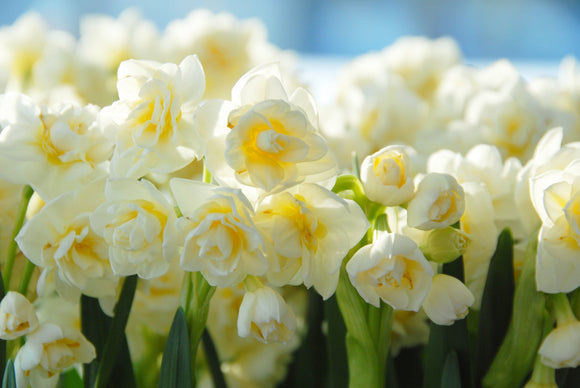 Narcyz wielkokwiatowy pełny Erli Cheer