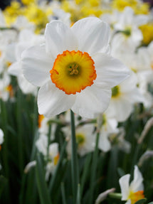 Narcyz Flower Record