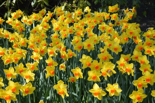 Cebulki żonkila Fortissimo