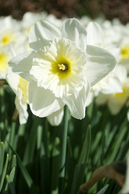 Narcyz - Ice Follies - wielkoprzykoronkowy - biały z żółtym