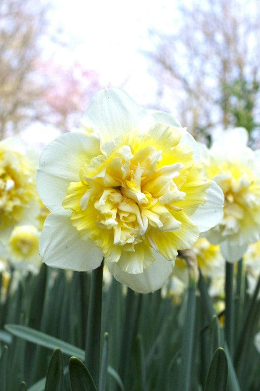 Żarówki żonkila Ice King