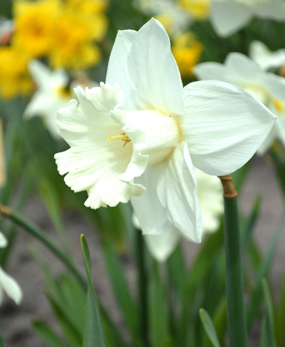 Narcyz (Narcissus) 'Mount Hood'