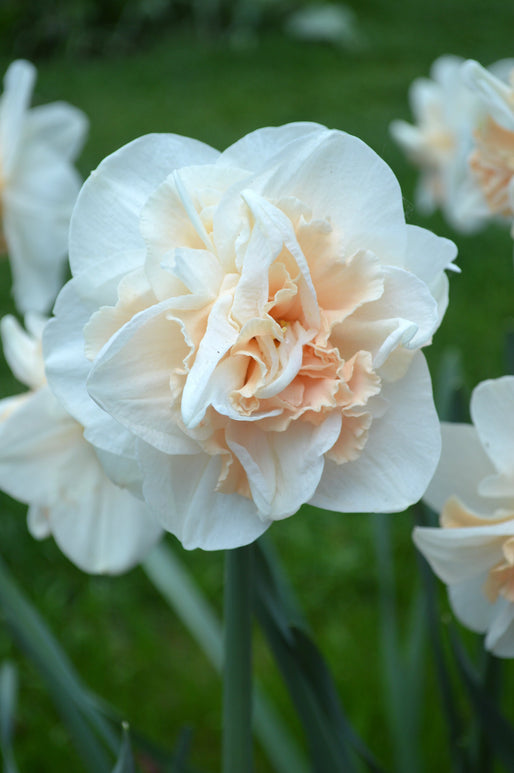 Cebulki narcyzów 'Pink Champagne'