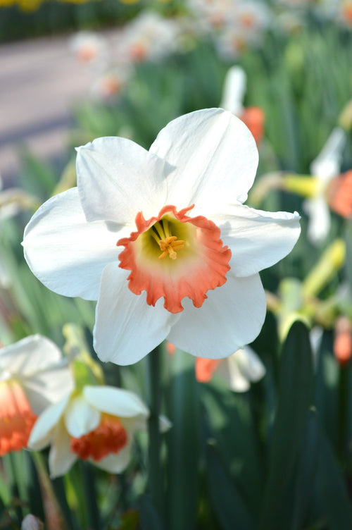 Narcyz (Narcissus) 'Pink Charm'