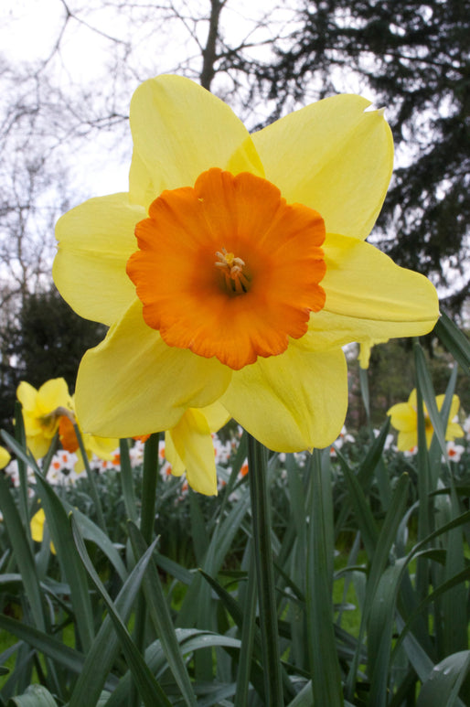 Narcyz wielkokwiatowy Red Devon