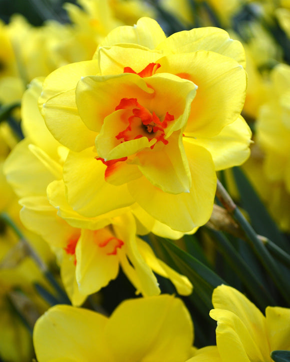 Żonkil Tahiti - Wiosenne Kwiaty - Z Holandii