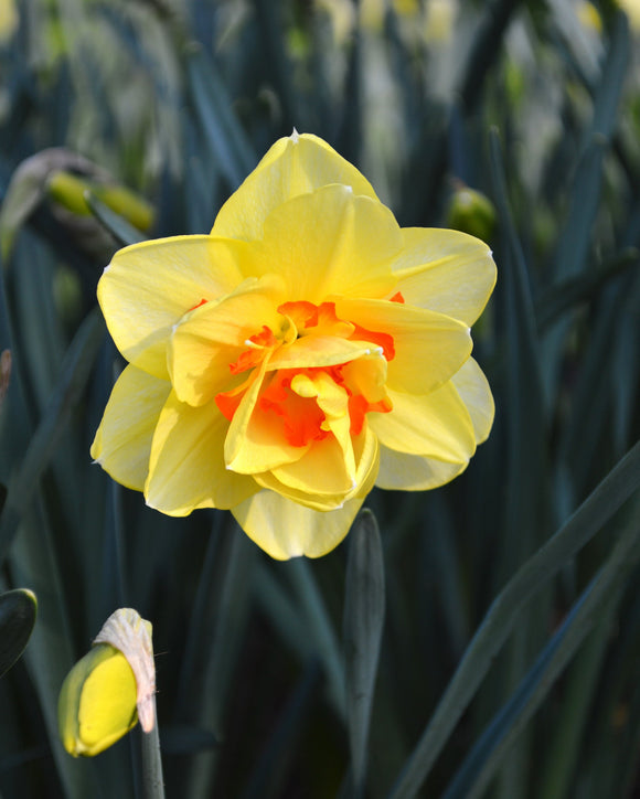 Cebulki żonkila Tahiti