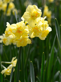 Narcyz Yellow Cheerfulness