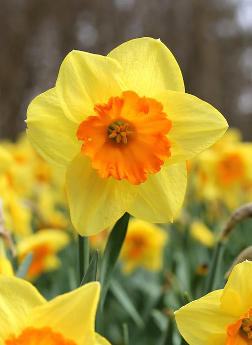 Żonkile Fortissimo żółty/pomarańczowy wiosenny kwiat