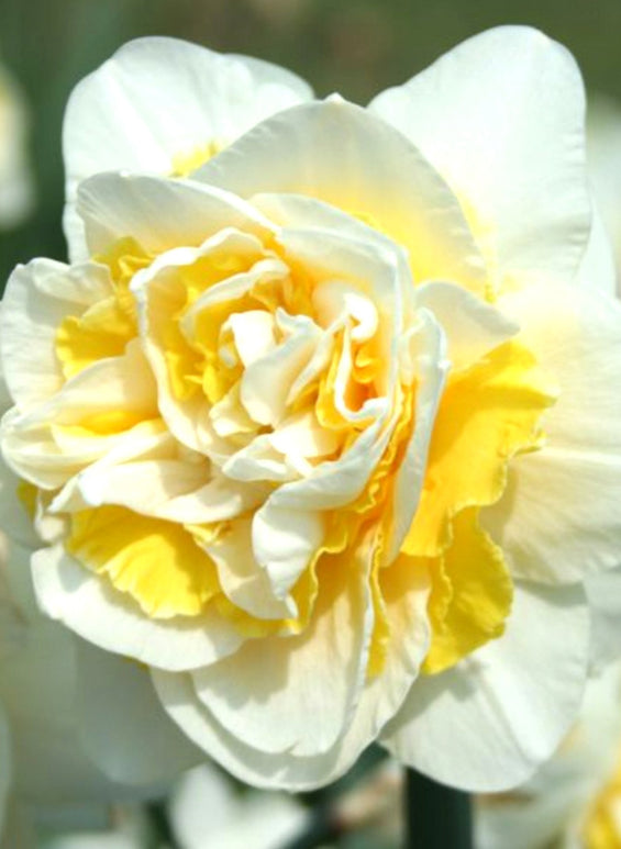 Żonkil Lingerie („Desu”)