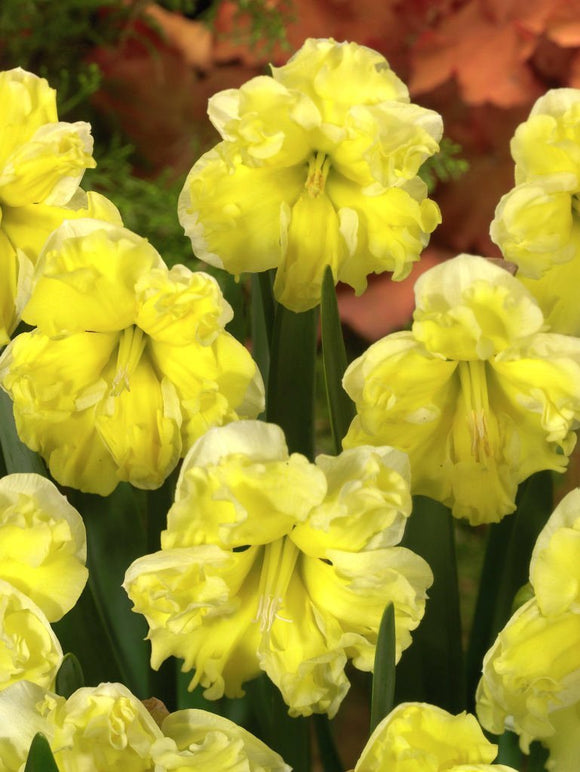 Narcyz Sunny Side Up Cebulki żonkila