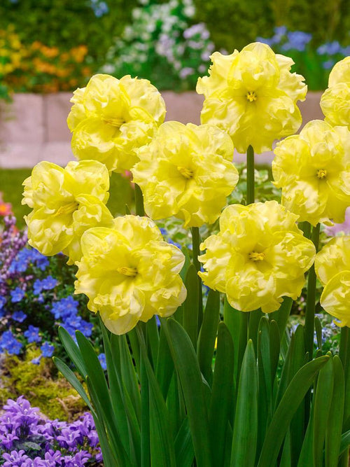 Narcyz Sunny Side Up