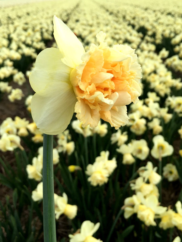 Kup cebule żonkili Art Design z DutchGrown™ i przygotuj się do jesiennego sadzenia.