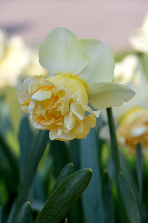 Narcyz pełny Art Design