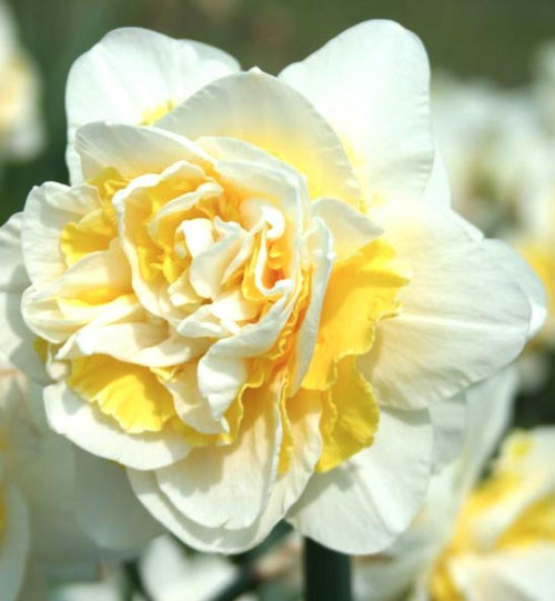 Żonkil-Narcyz cebulki narcyzów Lingerie