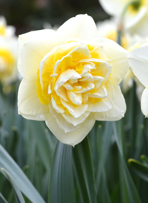 Żonkil Lingerie - Cebulki