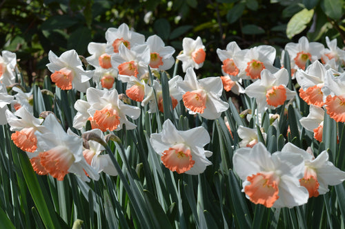 Narcyz Pink Charm - cebule Kupuj