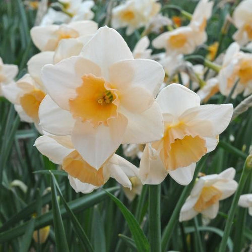 Miniaturowa odmiana Prosecco to absolutna nowość wśród żonkili.