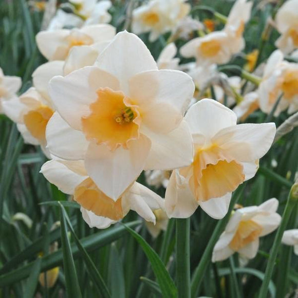 Miniaturowa odmiana Prosecco to absolutna nowość wśród żonkili.