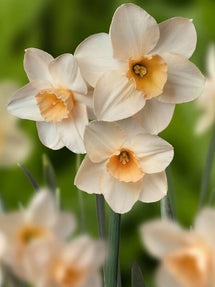 Narcyz miniaturowy Prosecco