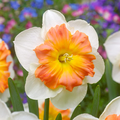 Kup Narcyz Zinzi - DutchGrown