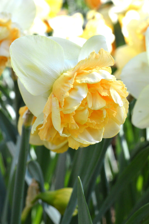 Narcyz Art Design Cebulki narcyzów