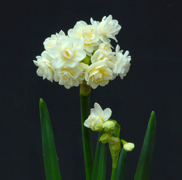 Narcyz (Narcissus) 'Erlicheer'