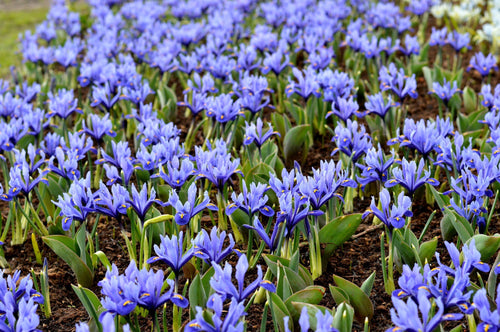 Kosaciec żyłkowany (Iris reticulata) 'Harmony'