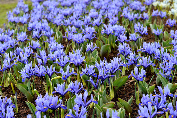 Kosaciec żyłkowany (Iris reticulata) 'Harmony'
