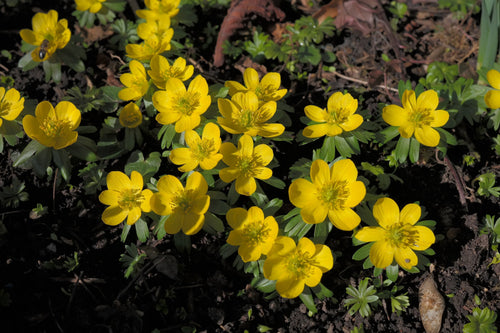 Polska nazwa tej rośliny nawiązuje do