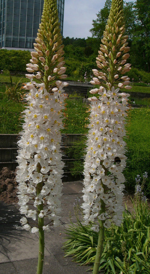 Pustynnik (Eremurus) Robustus