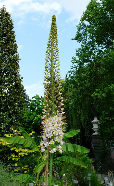 Pustynnik (Eremurus) Robustus Cebulki