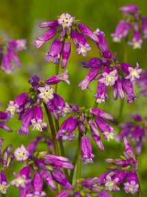 Dichelostema Ida-Maia Pink Surprise