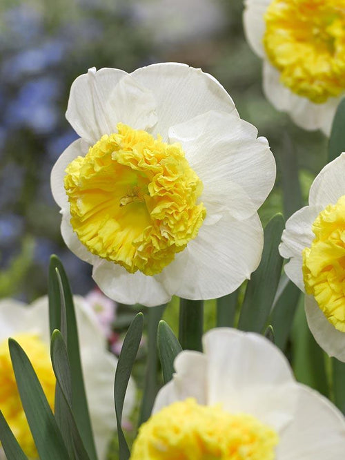 Żonkil Can Can Girl