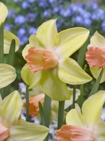 Narcyz karłowy Prototype