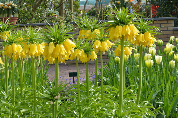 Szachownica cesarska 'Lutea' (Fritillaria imperialis) CEBULKA