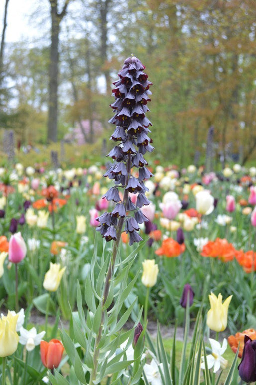 Fritllaria Persica - Szachownica Perska Czarna