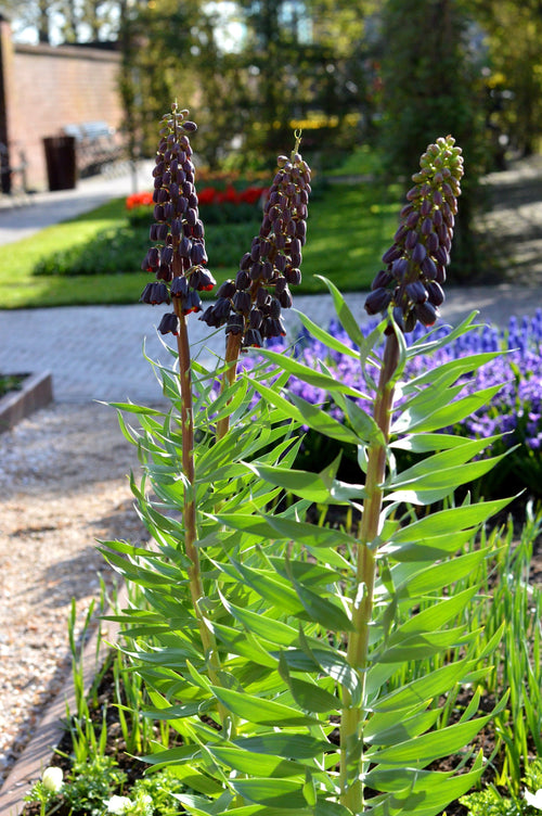 Szachownica perska (Fritillaria persica)