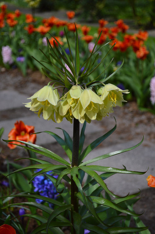 Fritillaria - Szachownica Raddeana
