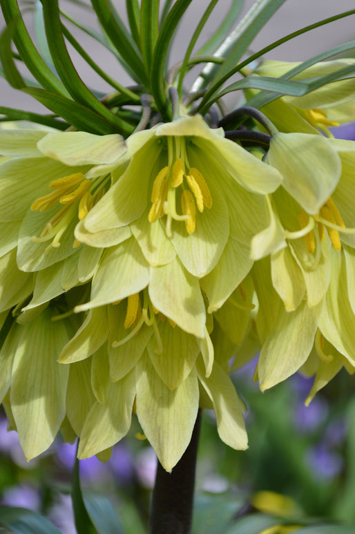 Szachownica Fritillaria RADDEANA rarytas