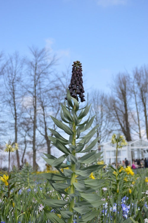 Fritillaria - Cebulki Szachownicy
