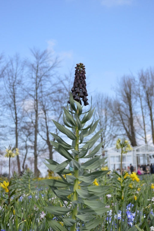 Fritillaria - Cebulki Szachownicy